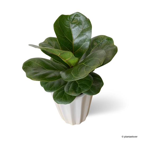 Ficus Lyrata in Hexa Pot