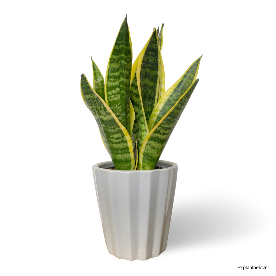 Sansevieria Superba in Hexa Pot