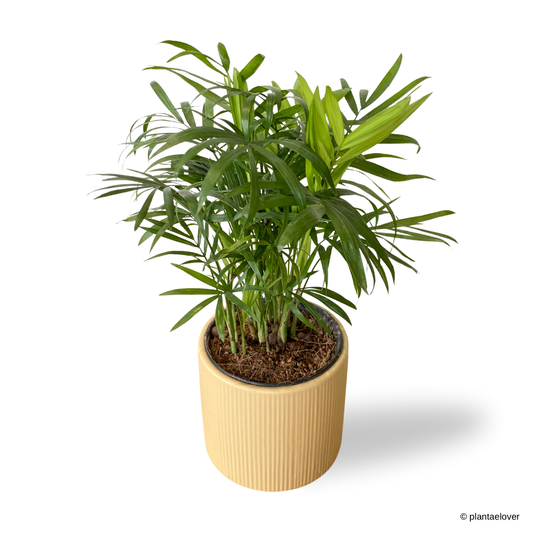Bamboo Palm in Pudding Pot