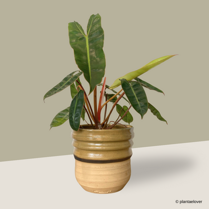 Philodendron Billietiae in Mori Pot