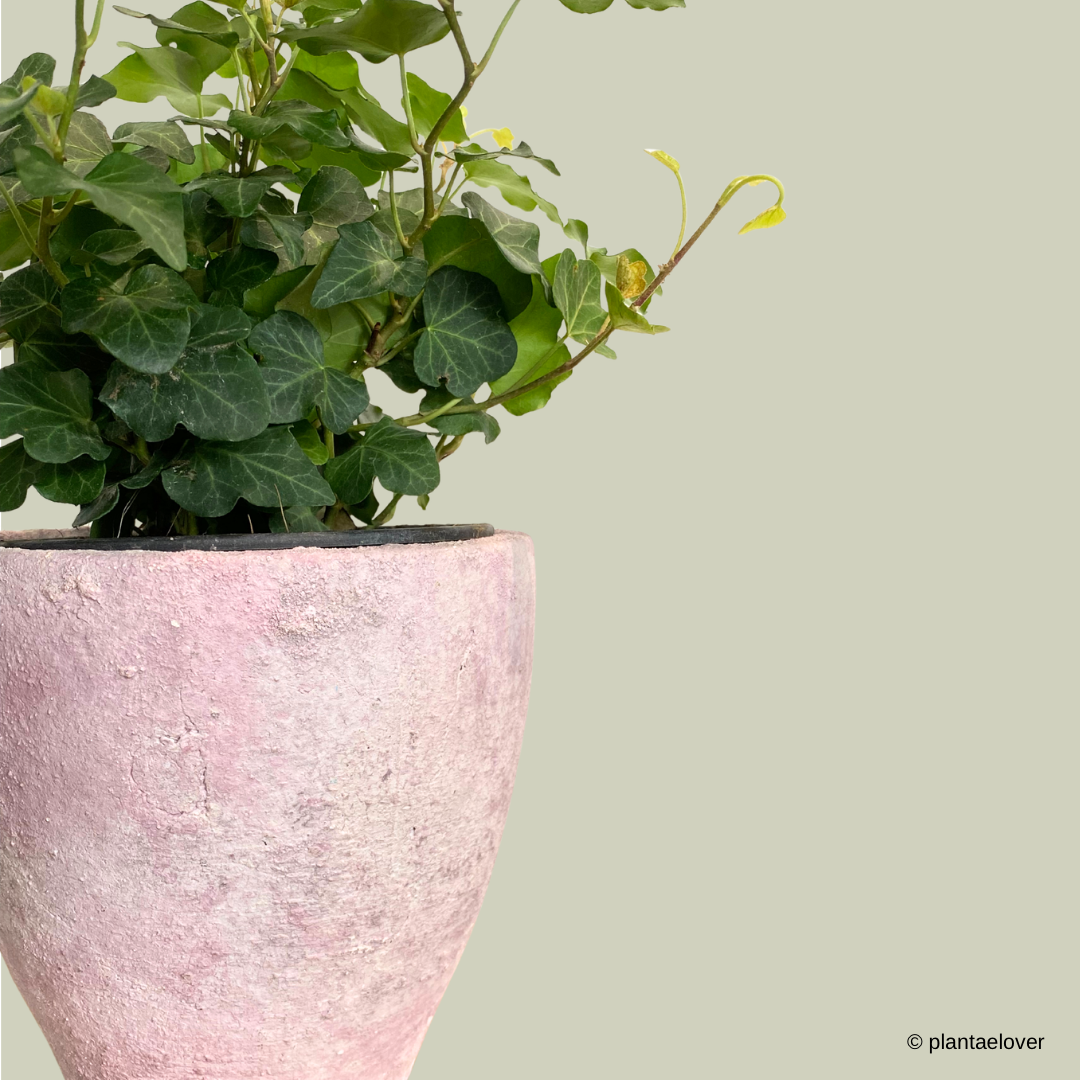 English Ivy in Stone Pot