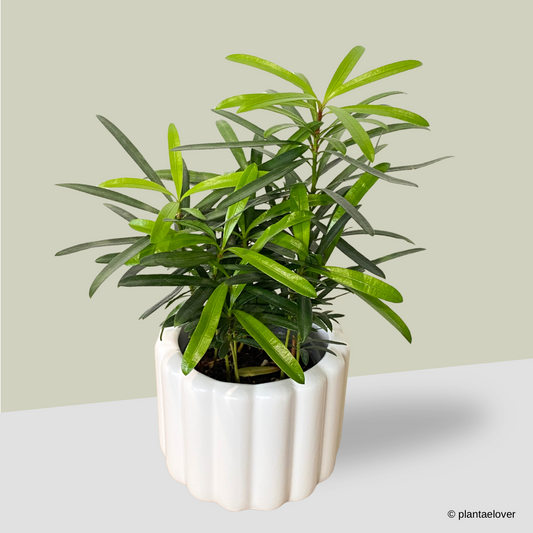 Podocarpus in Eclairs Pot