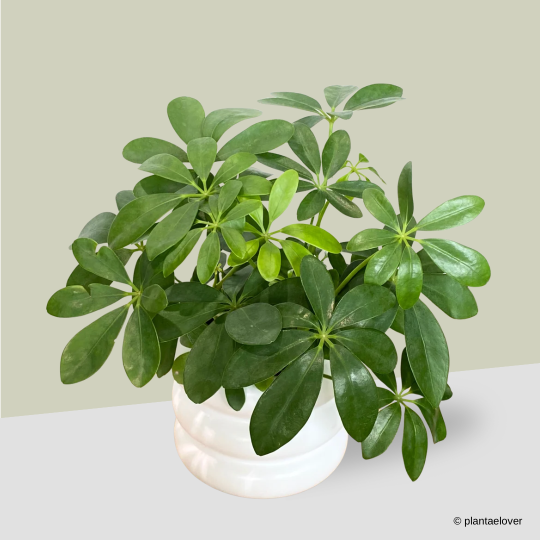 Schefflera Arboricola in Bagel Pot