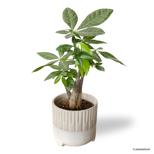 Pachira Aquatica in Spatial Pot