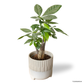 Pachira Aquatica in Spatial Pot
