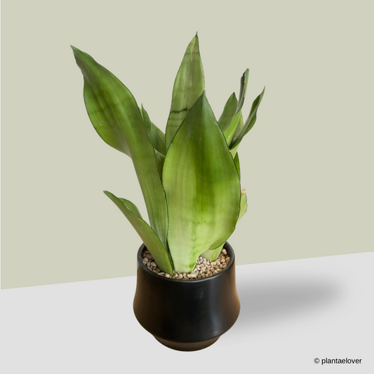 Sansevieria Moonshine in Lantern Pot
