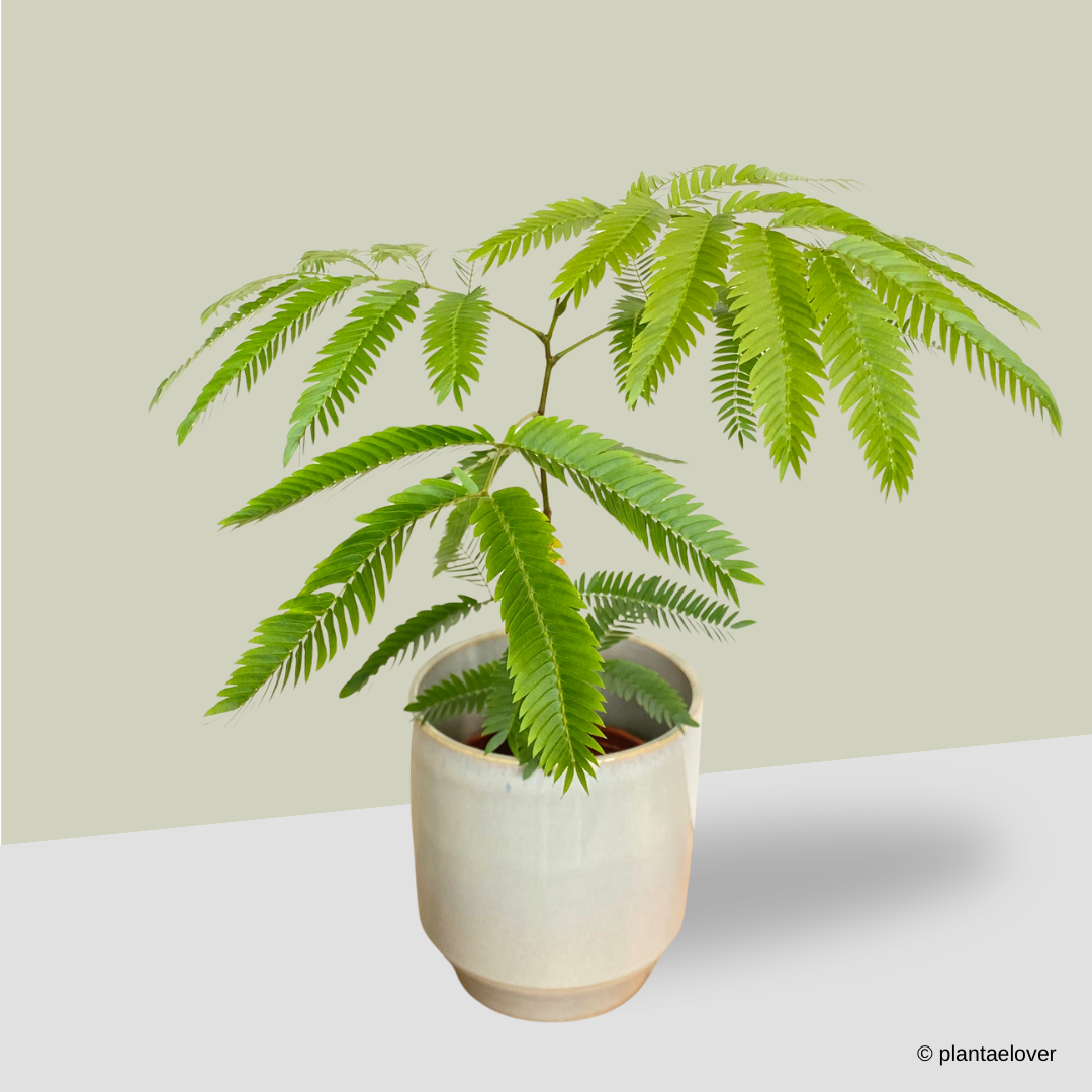 Japanese Everfresh Tree in Minima Pot