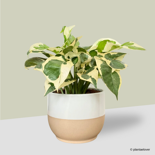 N’joy Pothos in Float Pot