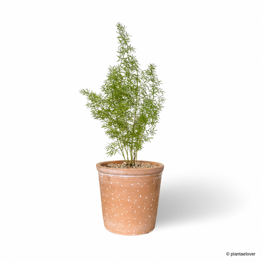 Foxtail Fern in Foxy Pot