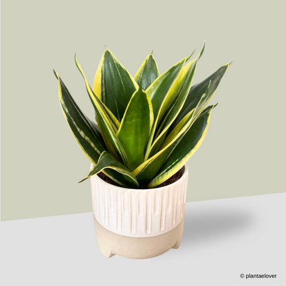 Sansevieria Hahnii in Spatial Pot