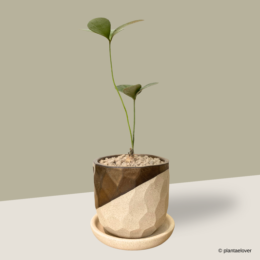 Cardboard Palm in Comb Pot