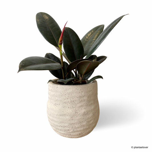 Ficus Elastica Burgundy in Gardenia Pot