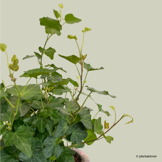 English Ivy in Stone Pot