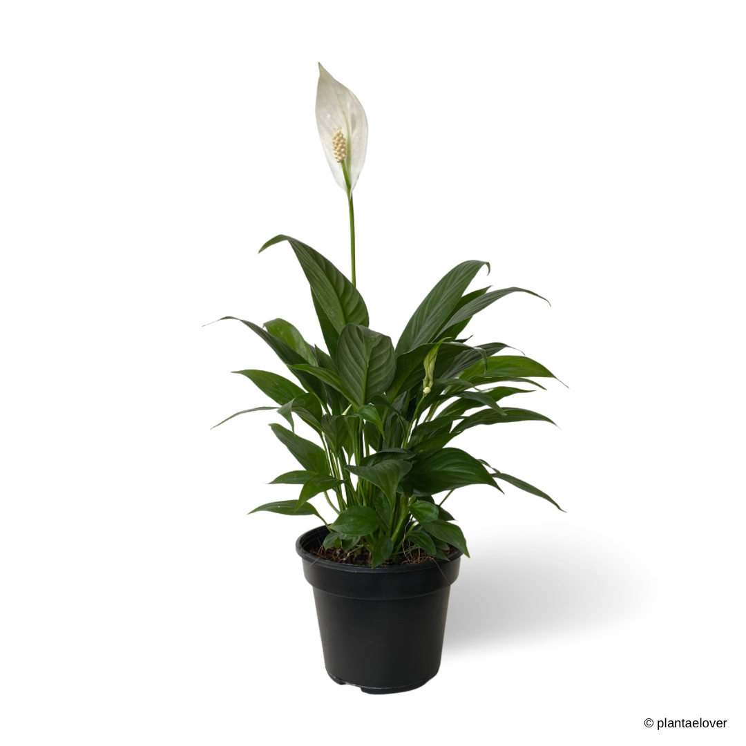 Peace Lily