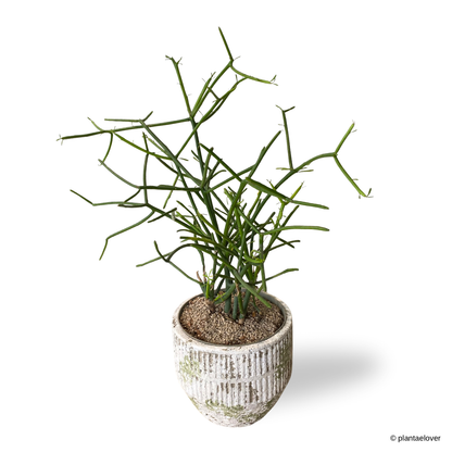 Pencil Cactus in Willow Pot