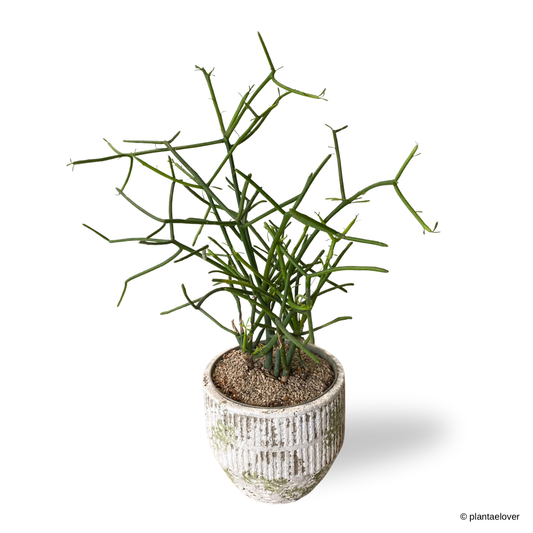 Pencil Cactus in Willow Pot