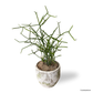 Pencil Cactus in Willow Pot