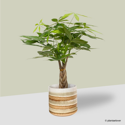 Pachira Aquatica in Tiramisu Pot