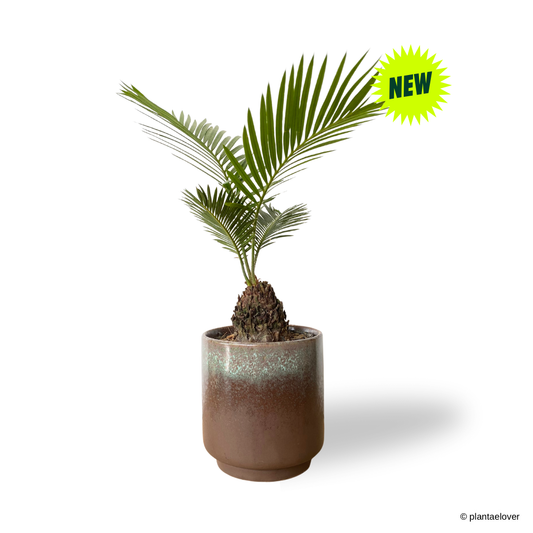 Sago Palm in Rust Pot