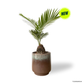 Sago Palm in Rust Pot