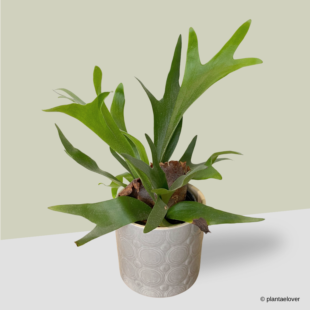 Staghorn Fern in Foam Pot