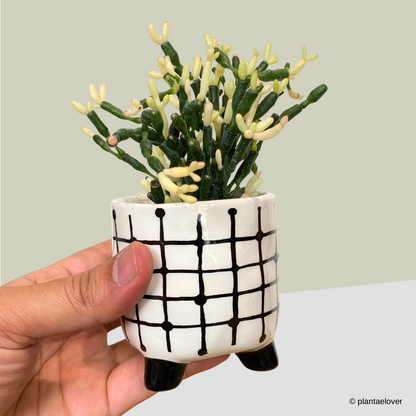 Dancing Bones Cactus in Mono Pot