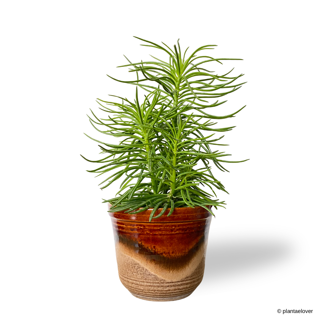 Peperomia Ferreyrae  in Sienna Pot