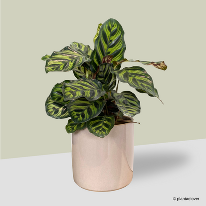 Calathea Makoyana in Rosewood Pot