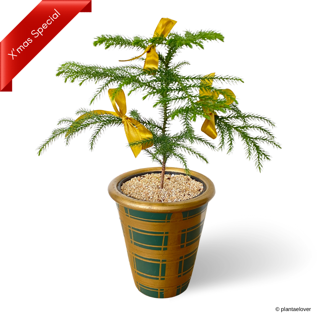 Norfolk Island Pine in Tartan Pot