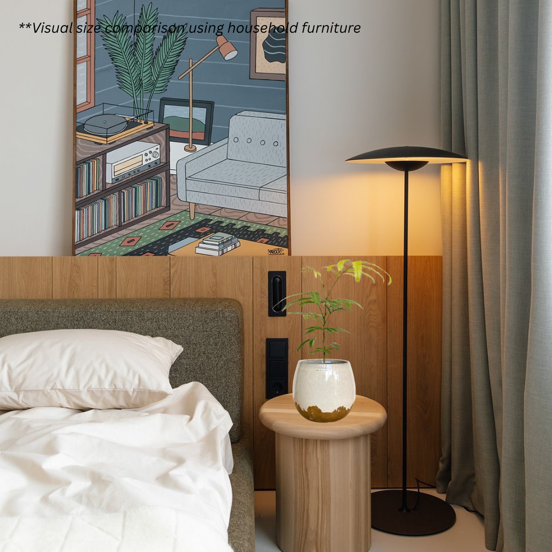 Japanese Everfresh Tree in Artisanal Pot