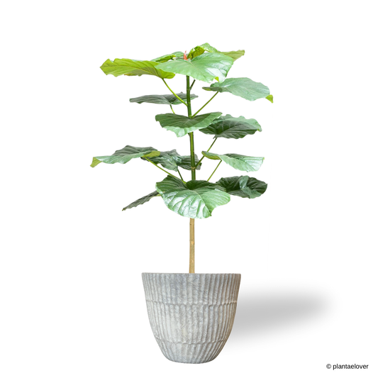 Ficus Umbellata in Titanium Pot