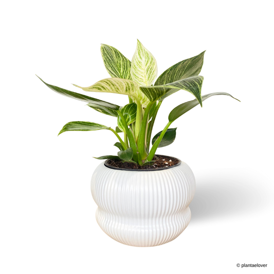 Philodendron Birkin in Laguna Pot