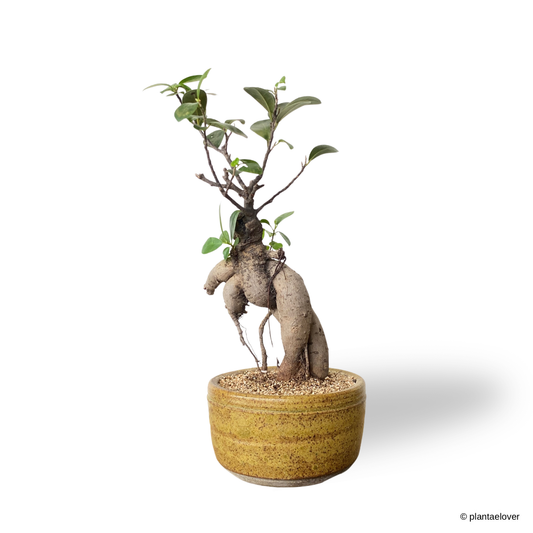 Ficus Retusa in Burlywood Pot