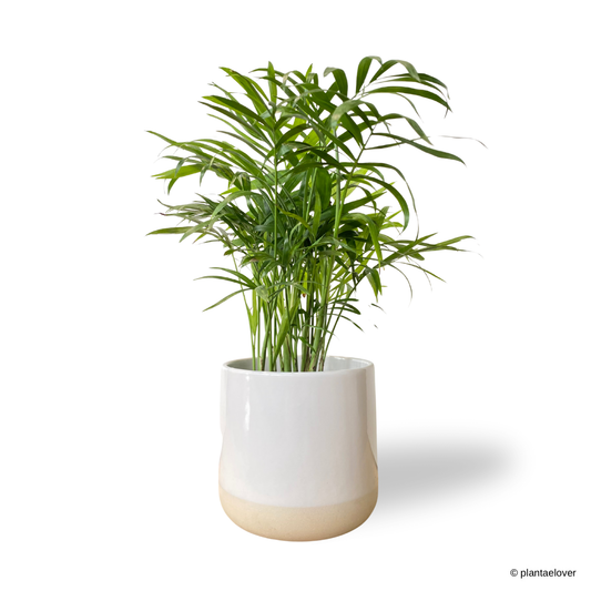 Bamboo Palm in Moln Pot