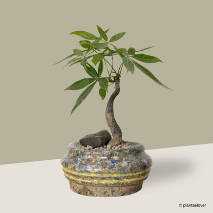 Pachira Aquatica in Granite Pot