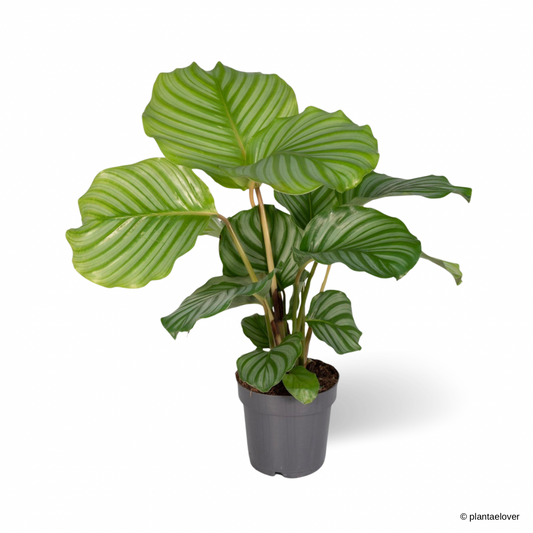 Calathea Orbifolia