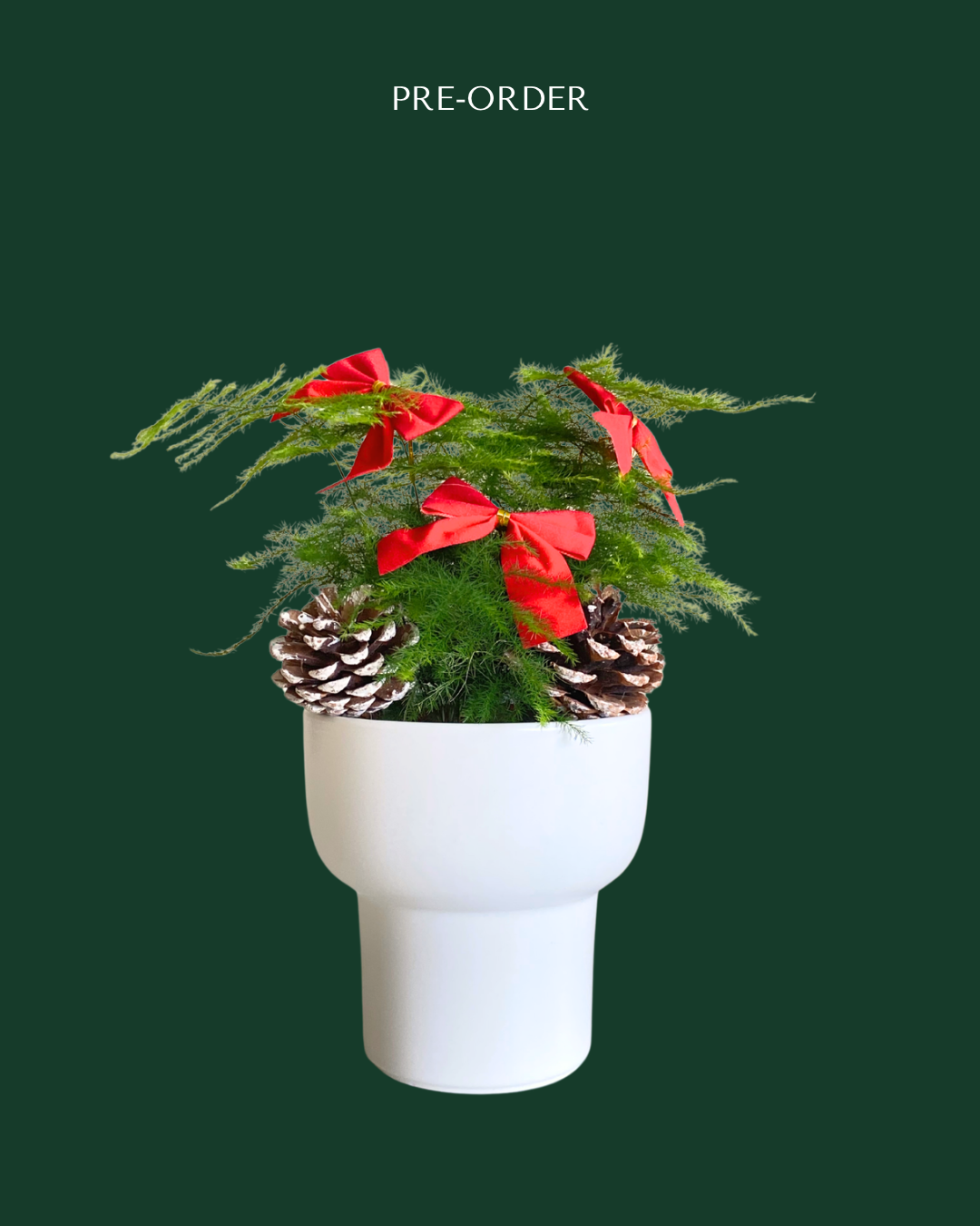 [Pre-Order] Christmas Special: Asparagus Fern in Dodo Pot