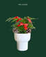 [Pre-Order] Christmas Special: Asparagus Fern in Dodo Pot