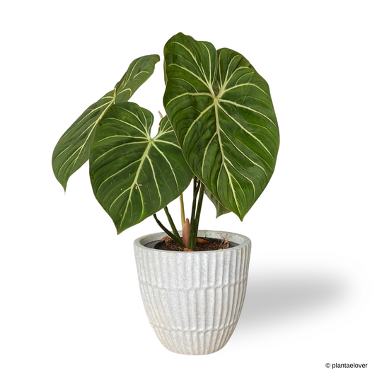 Philodendron Gloriosum in Plantium Pot