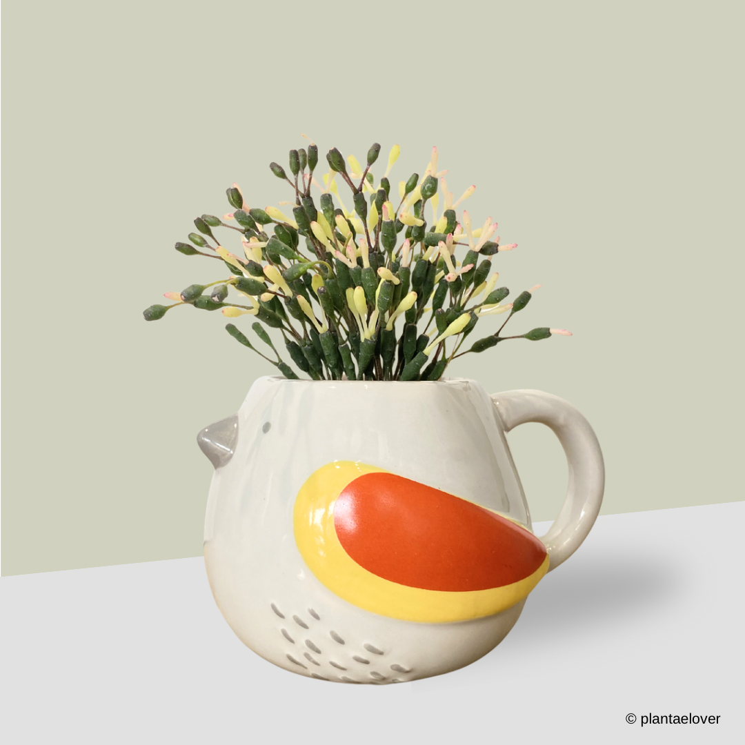 Dancing Bones Cactus in Canary Pot