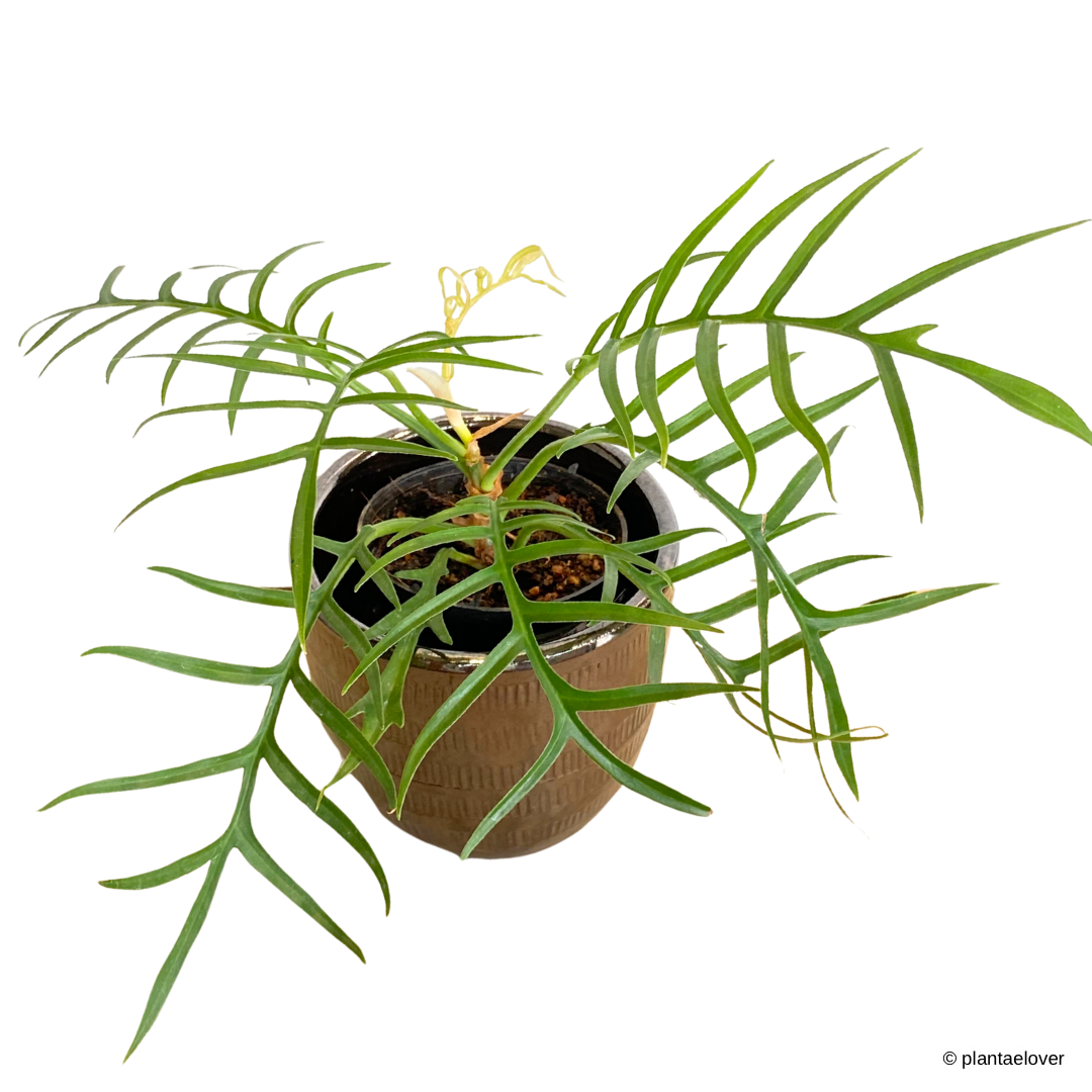Philodendron Tortum in Cooper Pot
