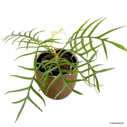 Philodendron Tortum in Cooper Pot
