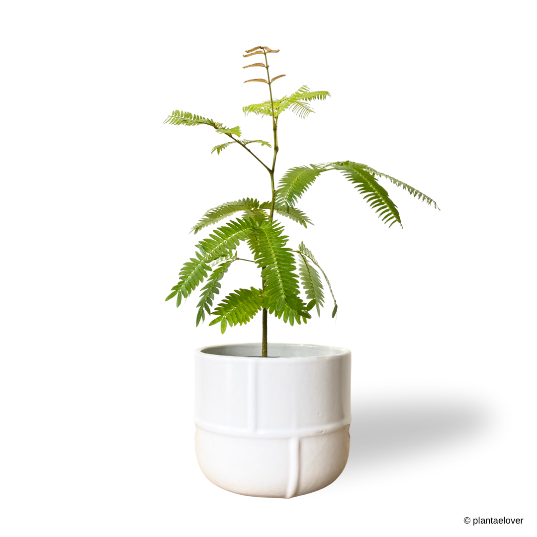 Japanese Everfresh Tree in Bisque Pot