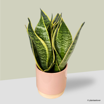 Sansevieria Superba in Blush Pot