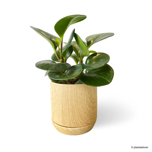 Peperomia Obtusifolia in Walnut Pot