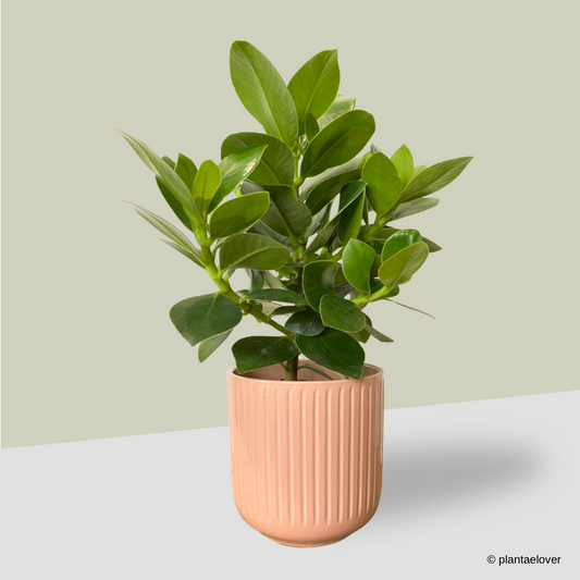 Clusia Rosea in Peach Pot