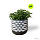 Bubble Plant in Mono Pot