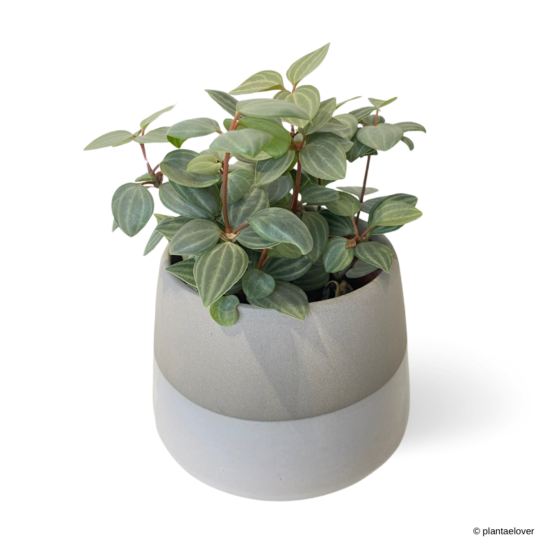 Peperomia Tetragona in Rhino Pot