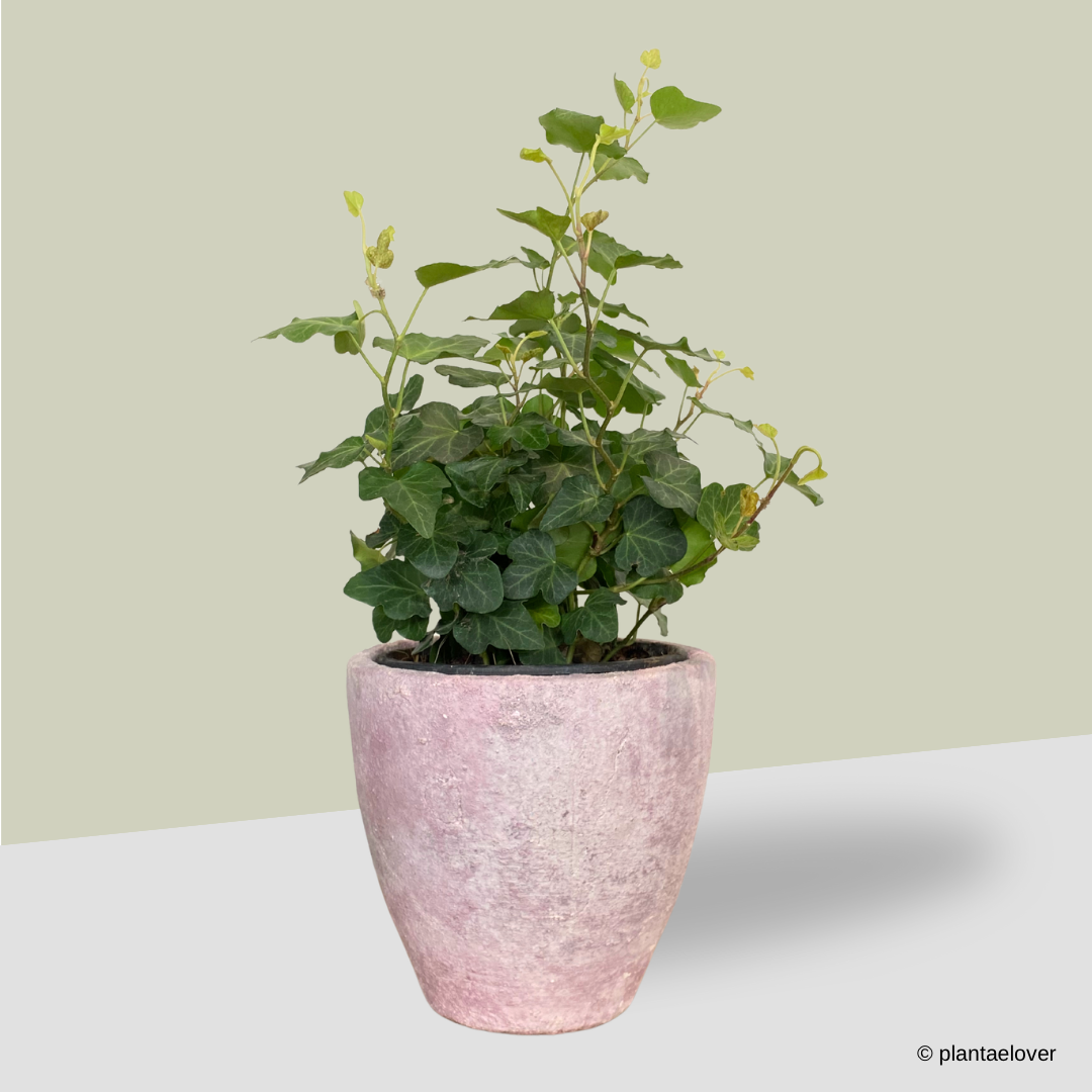 English Ivy in Stone Pot
