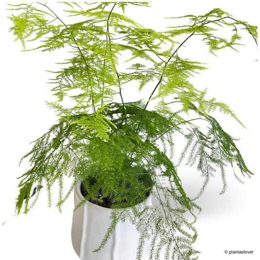 Aspragus Fern in Donny Pot